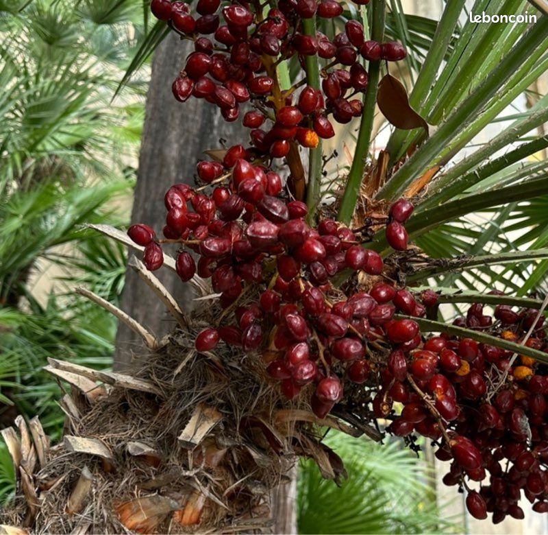 Chamaerops humilis forme rampante fruits rouges (graines) (image 1)
