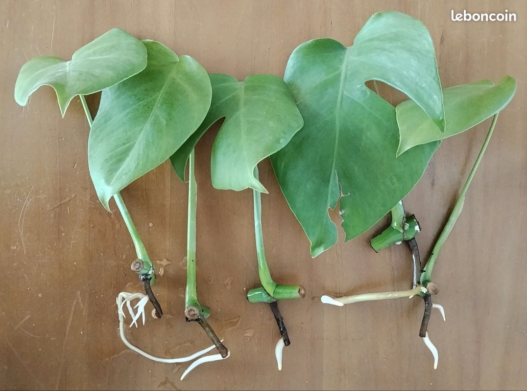 pothos neon Pothos Neon | Houseplants