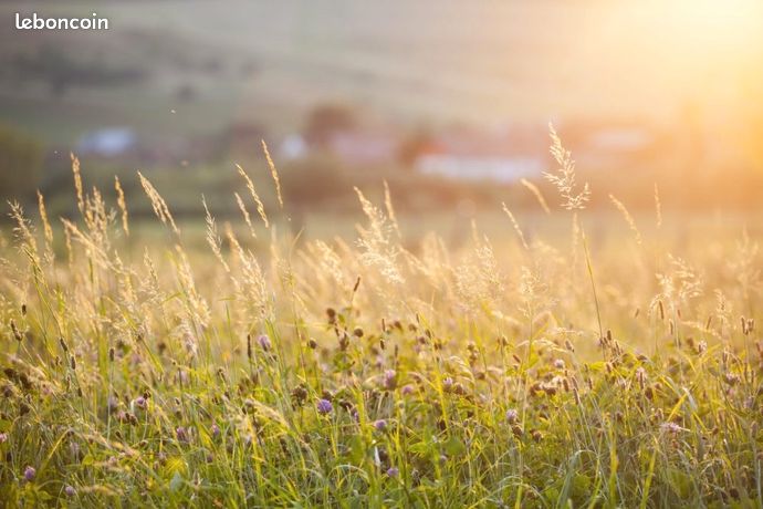 Recherche prairies pour pâturage chevaux secteur Guichen