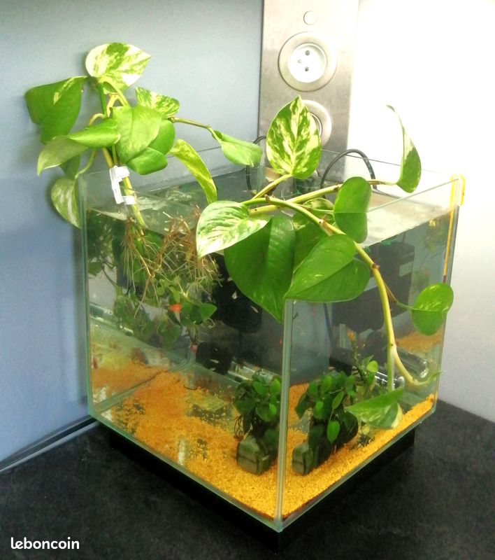 Plante aquatique pour aquarium et terrarium (image 1)