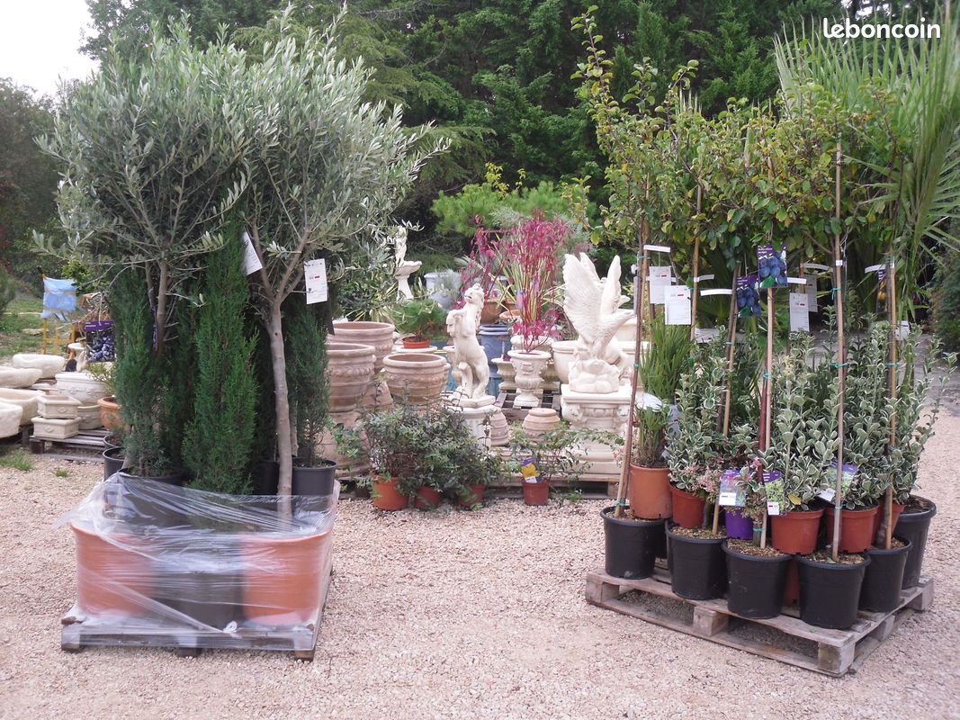 Palmier d'occasion - Annonces Jardinage leboncoin