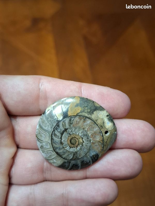 Lot de 2 ammonites fossiles Goniatite polies et sciées en pendentif (image 4)