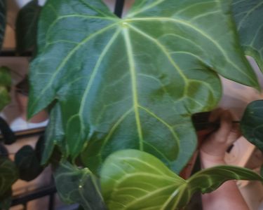 english ivy house plant 4" Green Ivy Plant Bulk 10 Pots- English Ivy Plant (Case of 10 Pots).   PlantVers Houseplants