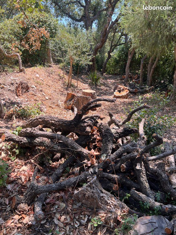 Bois de chauffage en partie débité (image 1)