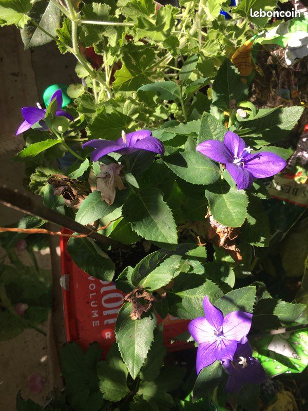 Anémone, campagnule géante et cyclamen suprême blanc double (image 1)