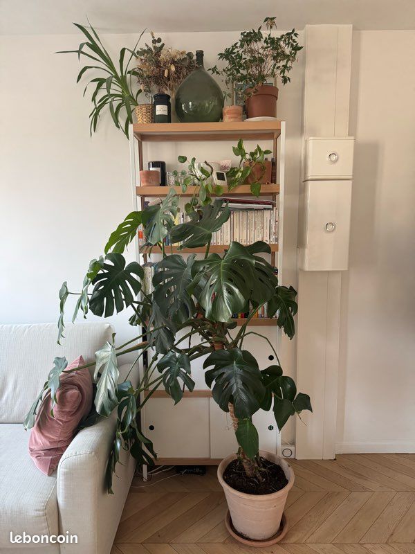 Monstera Deliciosa XXL (image 1)