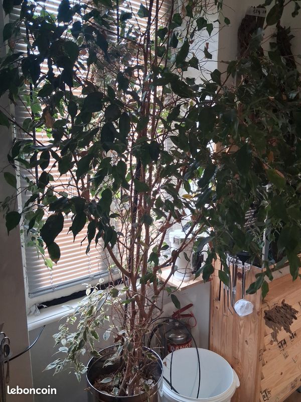 Ficus (image 1)