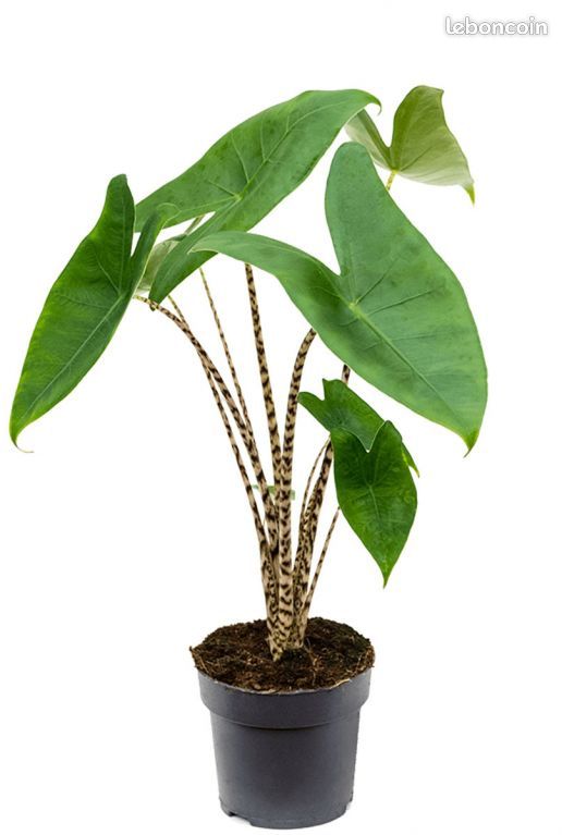 Alocasia Zebrina (image 2)