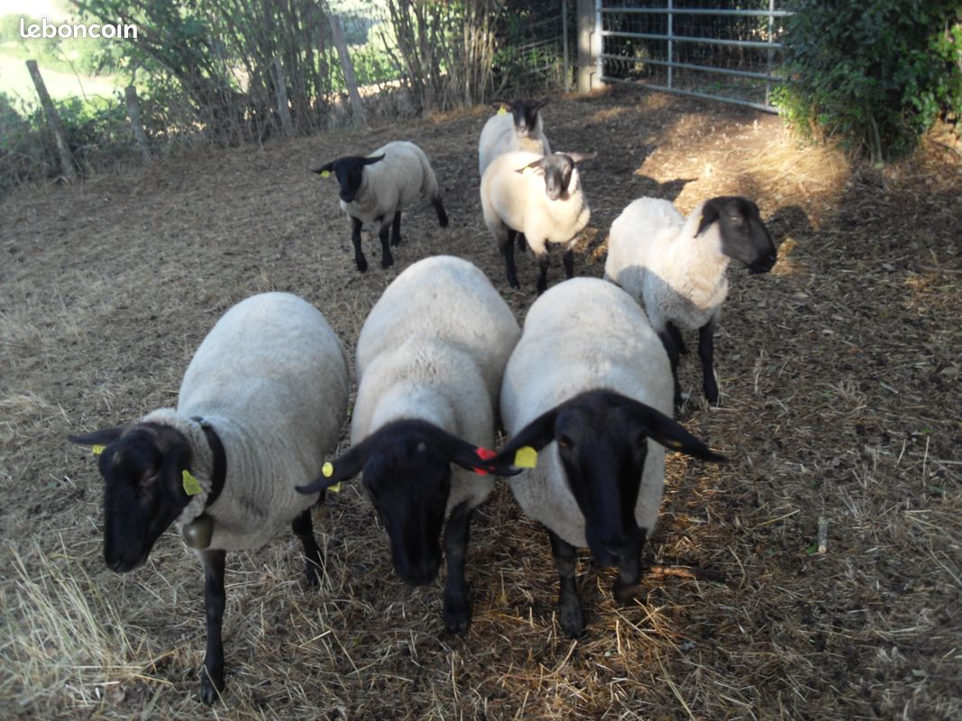 Mouton de reproduction Suffolk certifié (image 3)