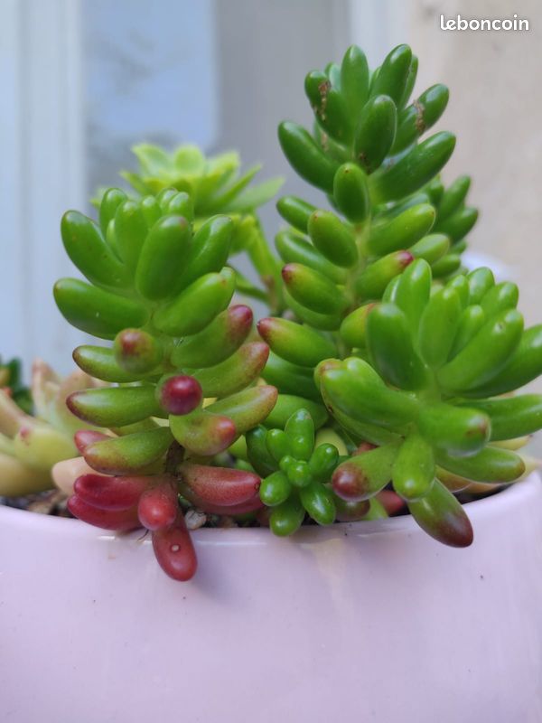 Sedum Rubrotectum Rosea (image 1)