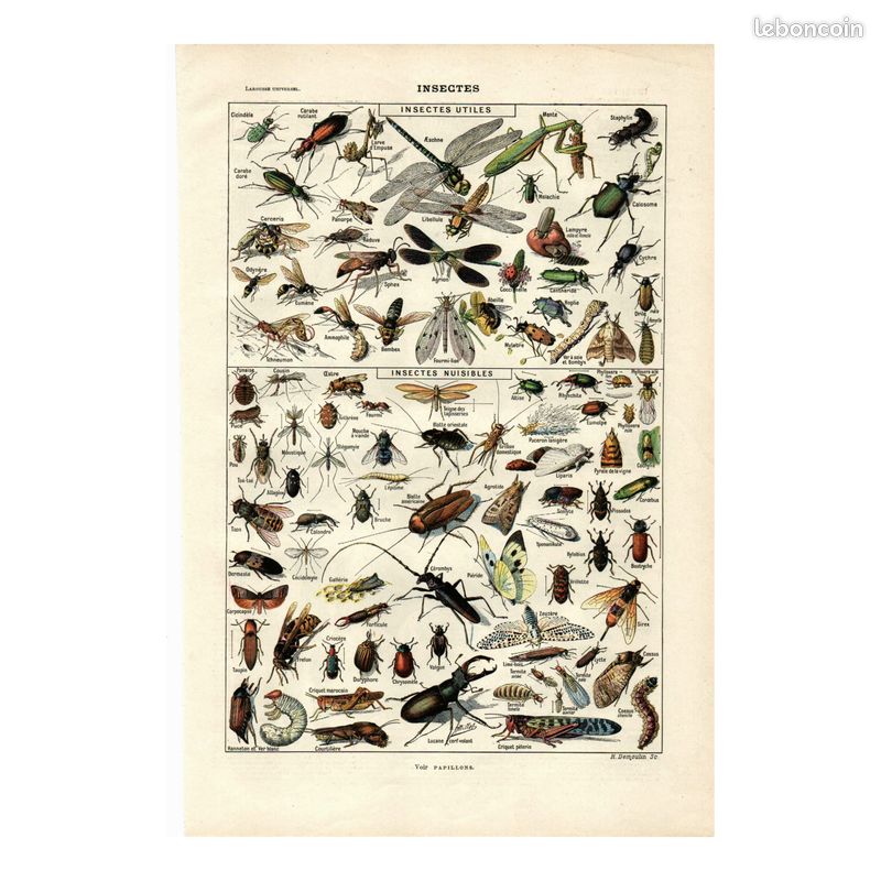 Gravure ancienne. Insectes utiles et nuisibles. A. Millot 1923 Déco (image 1)