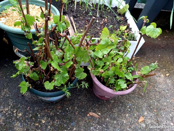 Bache anti mauvaise herbe - Trouvez le meilleur prix sur leDénicheur