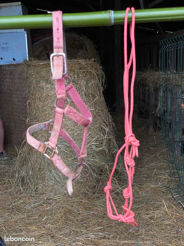 Lot : Licol - Taille Shetland + Licol en corde rose - Taille Cob (image 2)