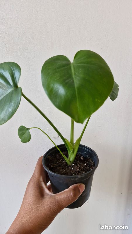 monstera del tauerii Fensterblatt (Monstera Deliciosa Tauerii) main image 1