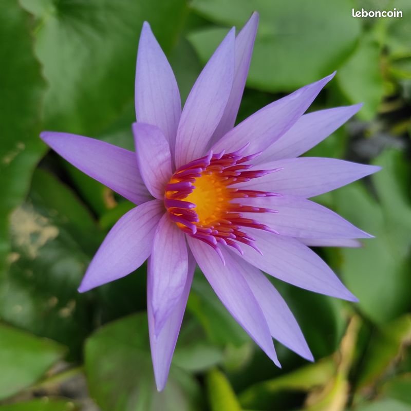 Nénuphar tropical (image 2)