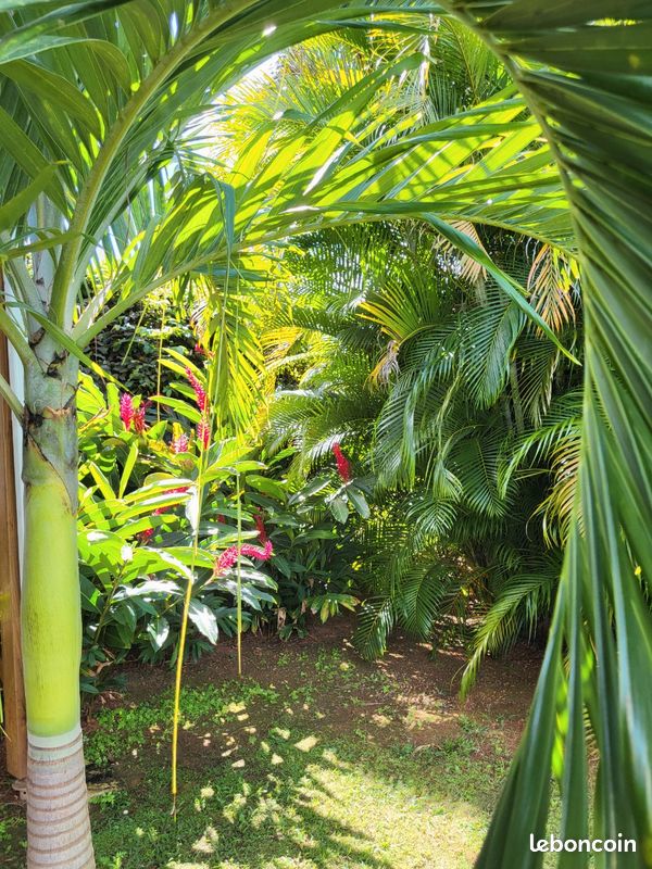 Location magnifique studio guadeloupe (image 3)