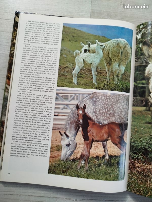 Livre Bébés animaux (image 4)