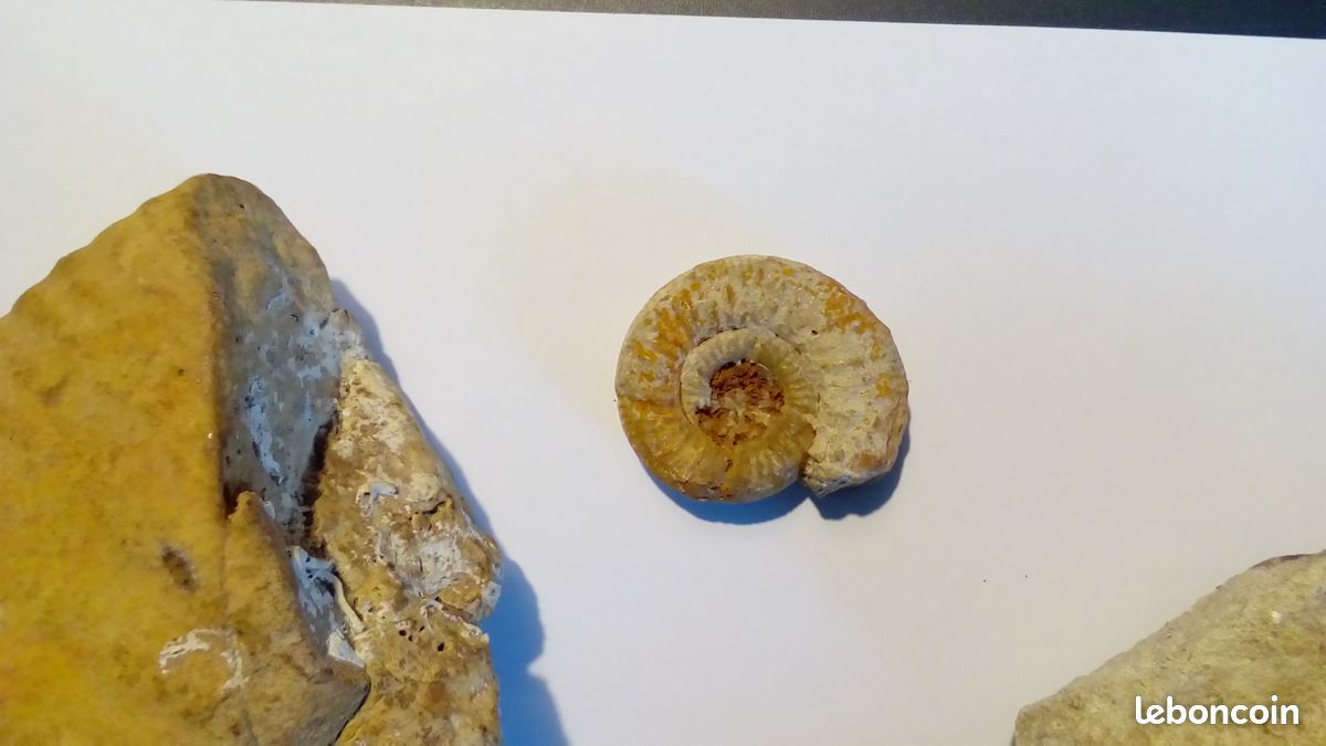 Lot fossiles (image 2)
