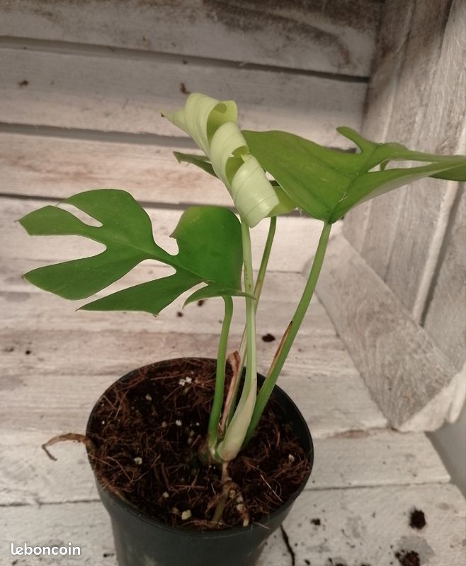 Monstera little sister (image 2)
