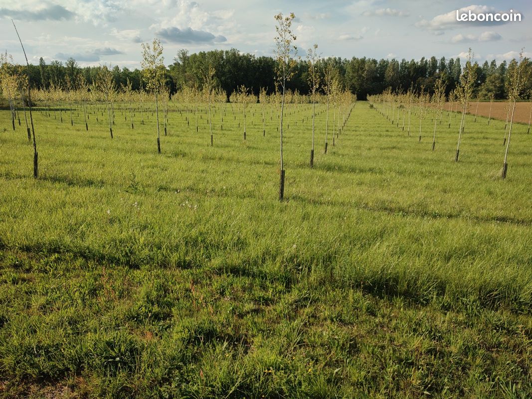 Peupleraie 3ha la filhole Marmande · 10 000 €