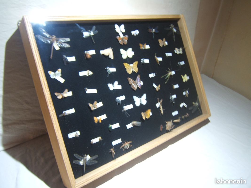 Vitrine présentant des insectes naturalisés des Vosges (image 12)