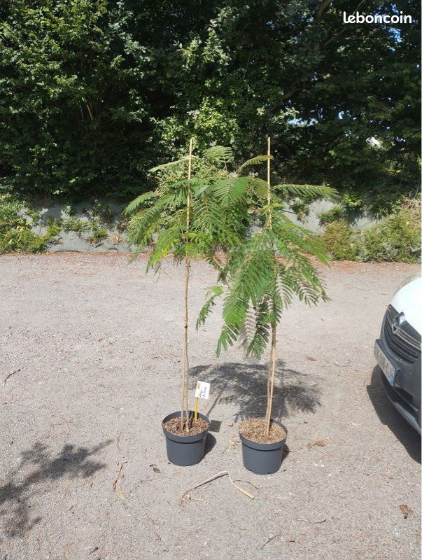 Arbres Albizia (image 4)