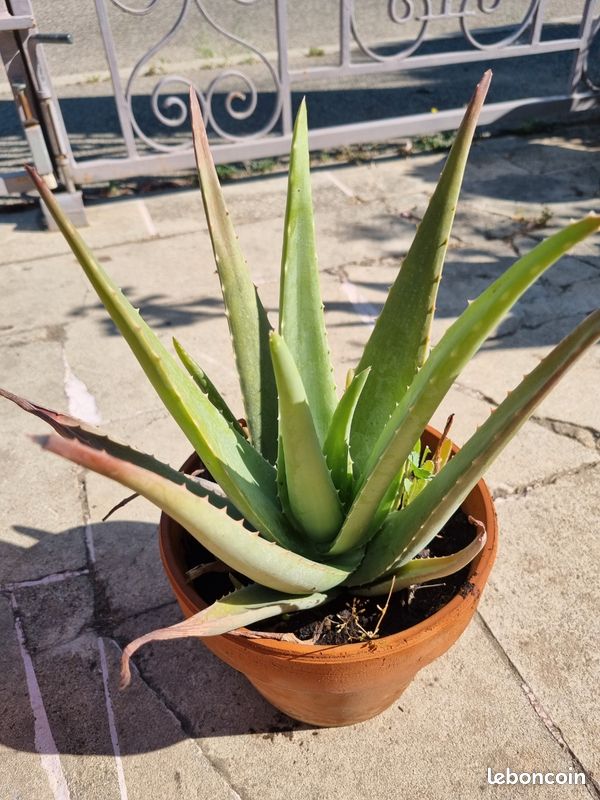 Grand Aloe Vera de 25 cm de hauteur- Plante saine et robuste (image 2)