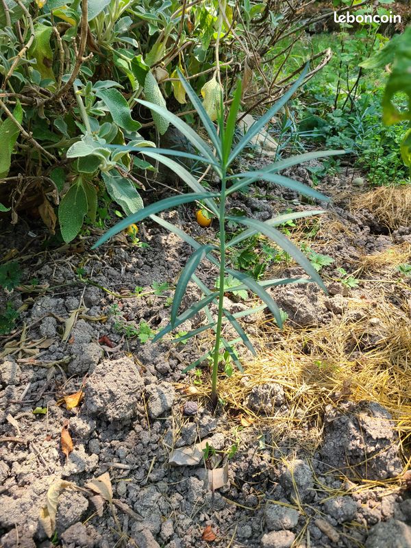 bitter lemon plant Bitter Melon – North Circle Seeds main image 0