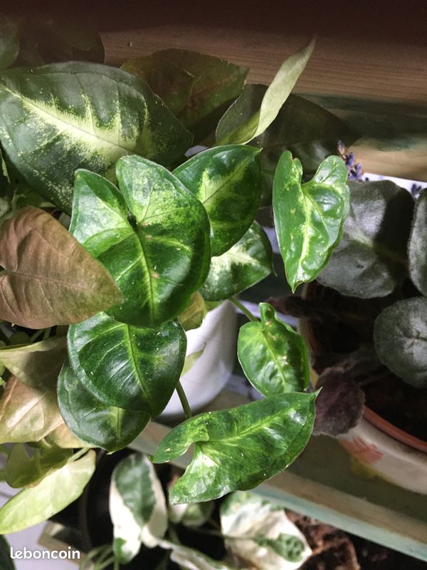 Syngonium Mango Allusion, Pixie et Neon Robusta (image 2)