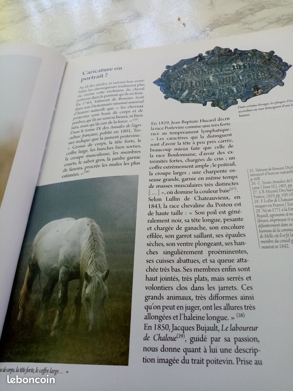 Le Baudet du Poitou, le trait poitevin mulassier et la mule poitevine (image 5)