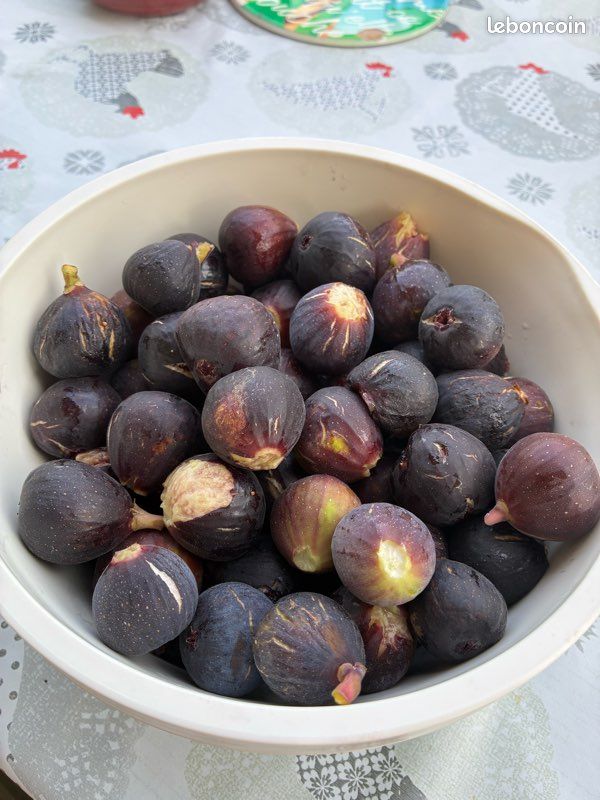 Figue violette (image 1)