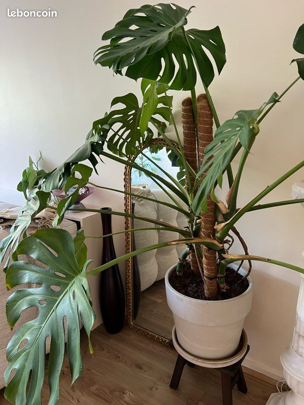Monstera deliciosa xxl (image 4)