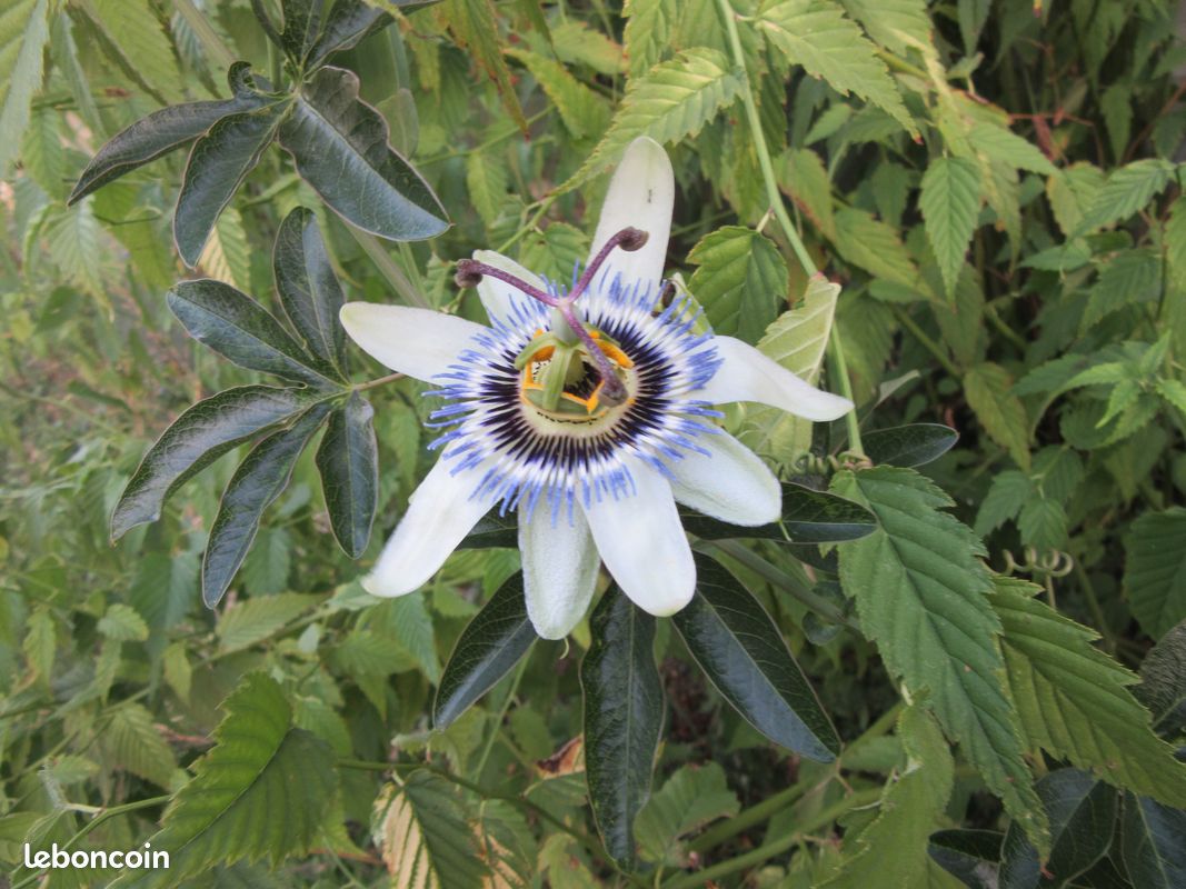 Passiflora (image 1)