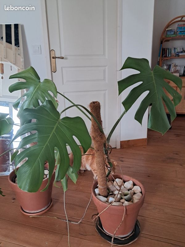 Monstera deliciosa (image 2)