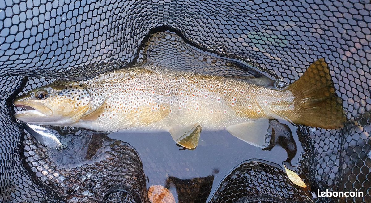 Cuillères à Truite Ginzan Art Fishing - 12g, 67 Mm, Couleurs Assorties, Made In Japan
