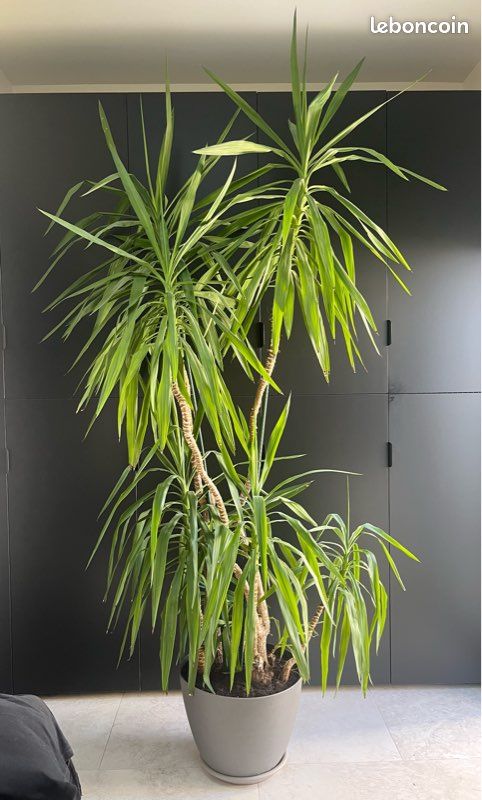 Yucca, grande plante (image 1)