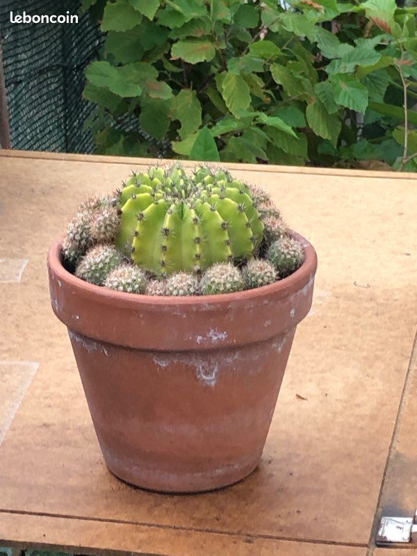 Cactus extérieur interieur (image 1)
