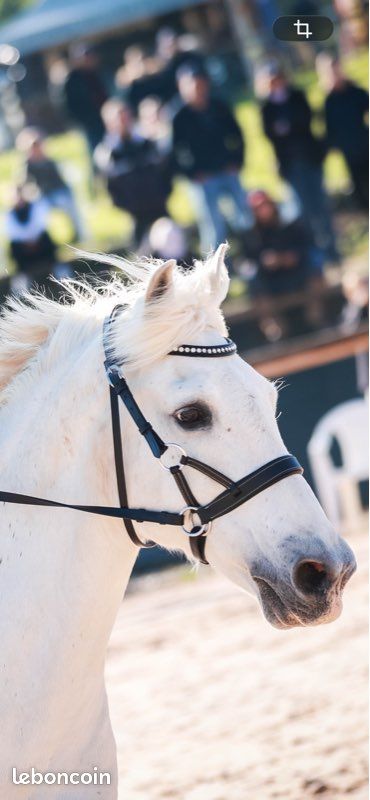 Side pull cheval (image 1)