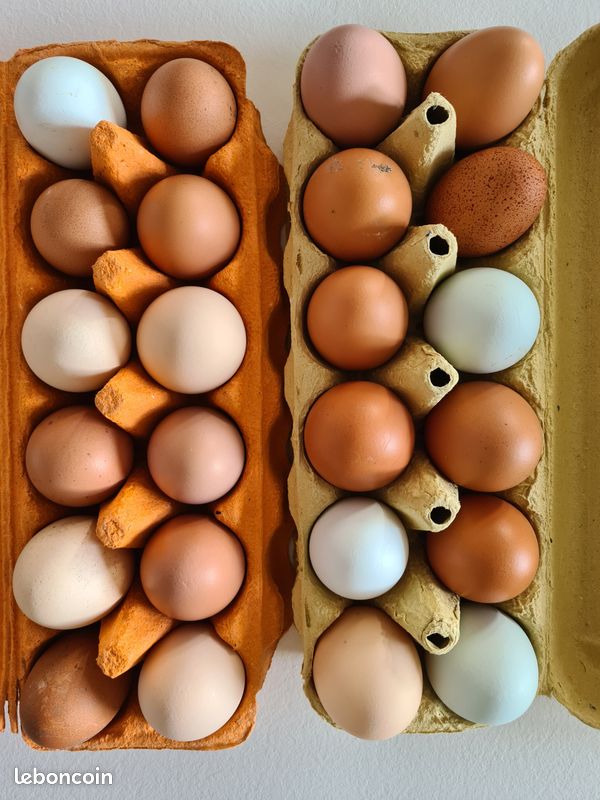 Oeufs (image 1)
