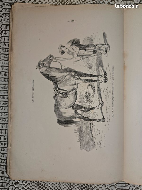 Planches anciennes illustrées – Les races chevalines (lot illustré XIXe siècle) (image 7)
