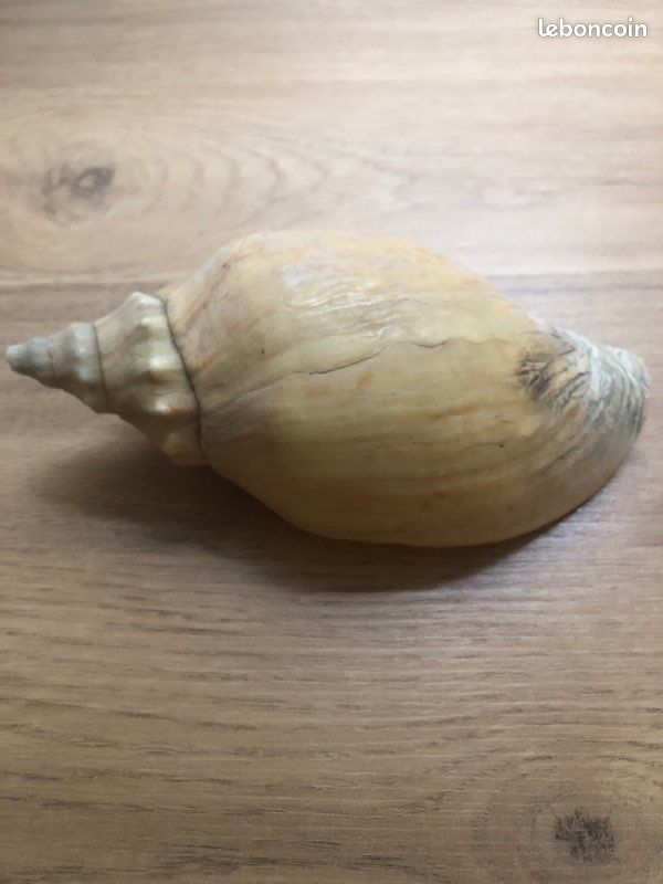 Coquillage (image 1)