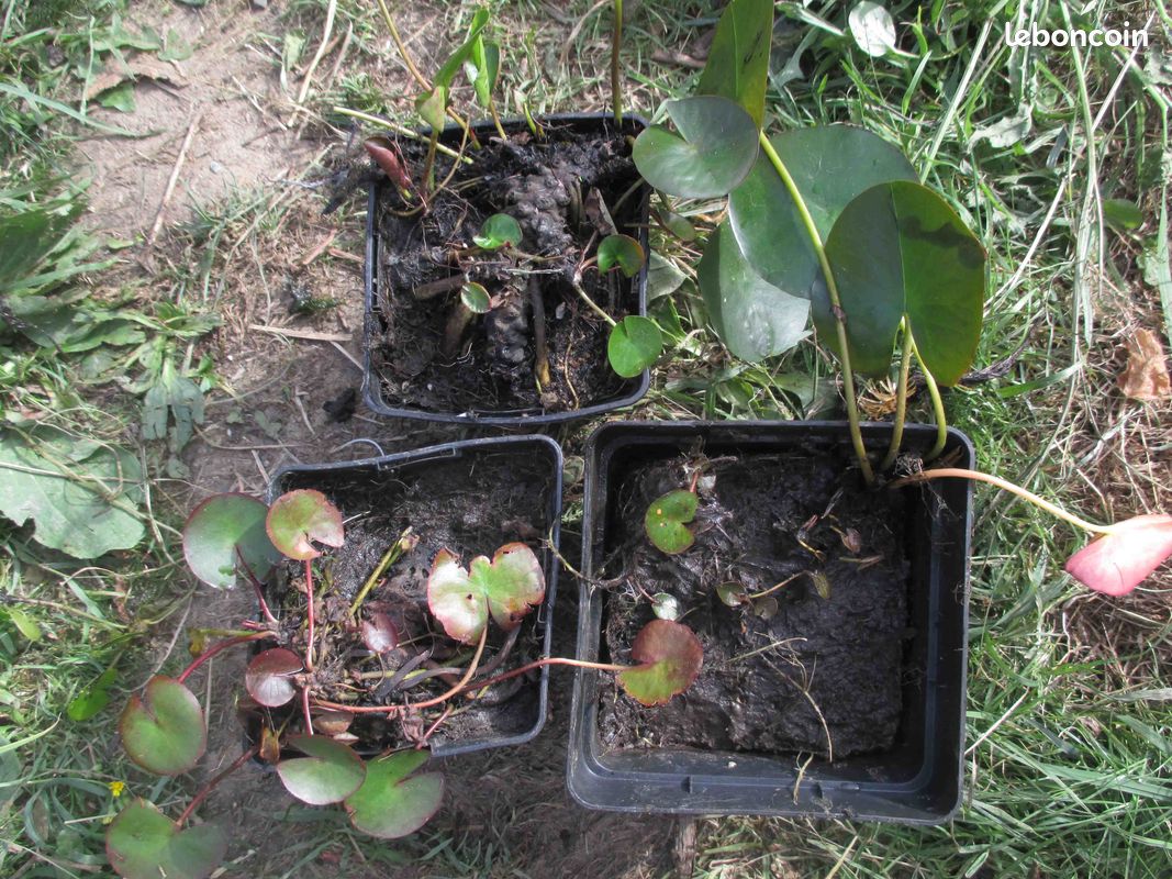 Petits nénuphars (image 2)