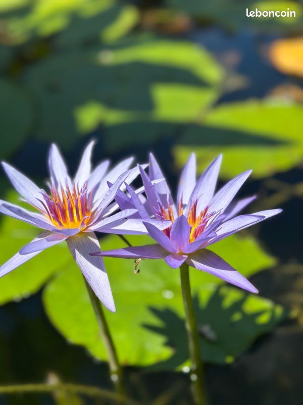Nénuphar tropical Blue Star (image 5)