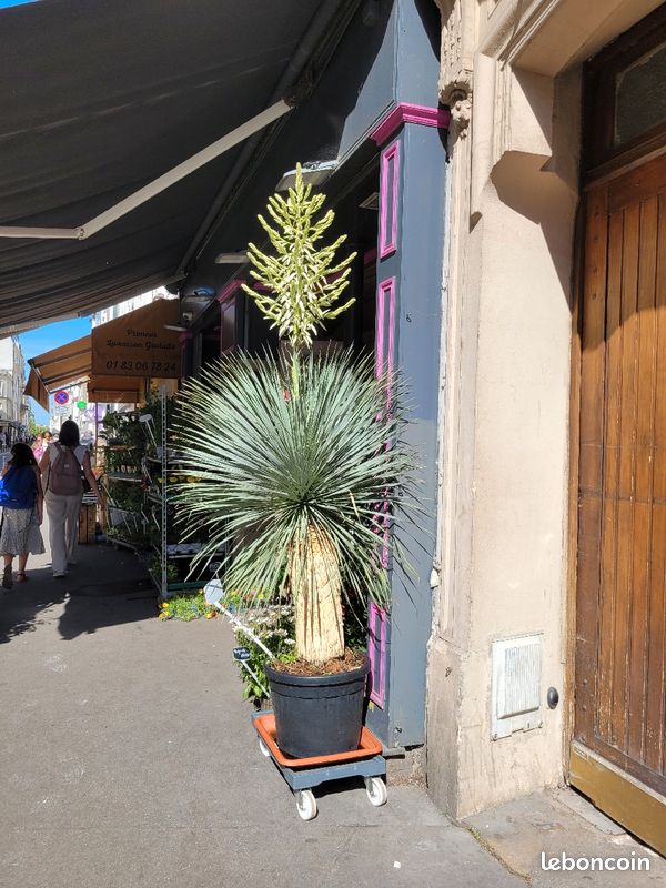 Sisal extra en fleur (image 1)