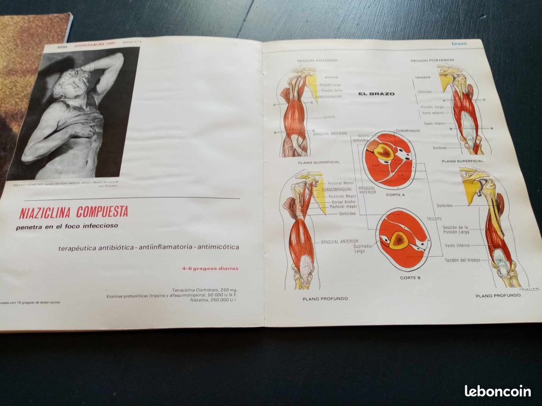 Atlas musculaire de l ascorbamine 1500 (image 5)