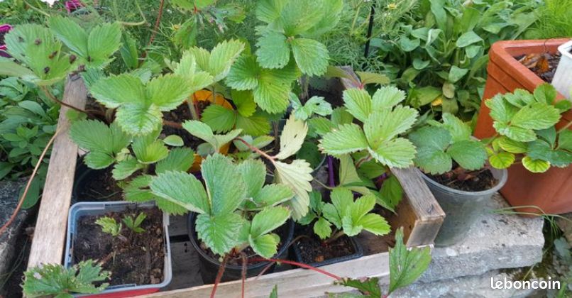 Fraisiers 'Gariguette' : barquette de 10 plants (image 2)