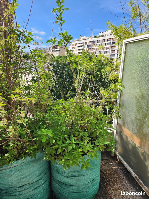 Arbres fruitiers et plantes aromatiques, de 15 à 40 en fonction de la taille (image 2)
