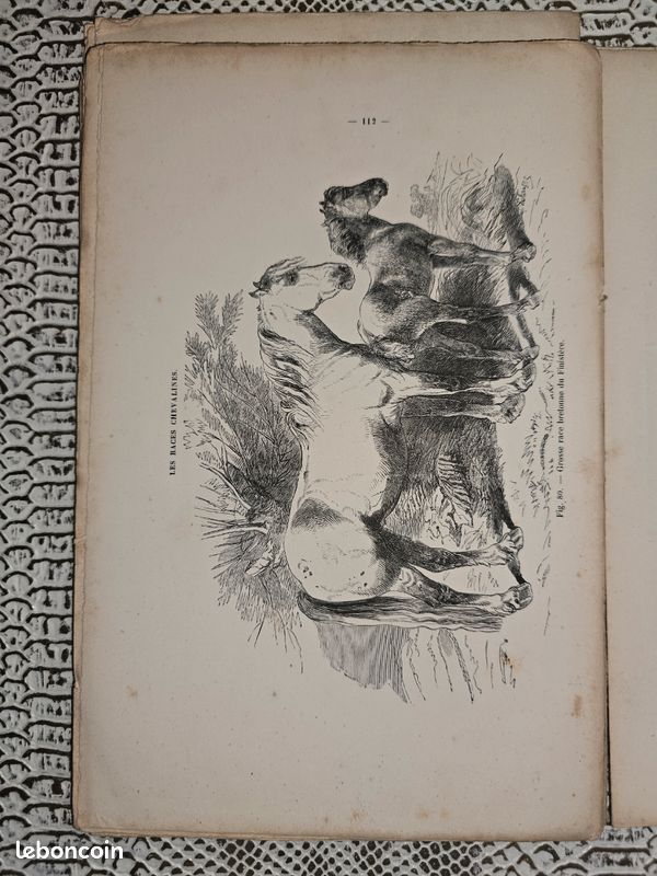 Planches anciennes illustrées – Les races chevalines (lot illustré XIXe siècle) (image 5)