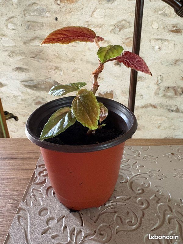 Bégonia canne Ginny (image 3)