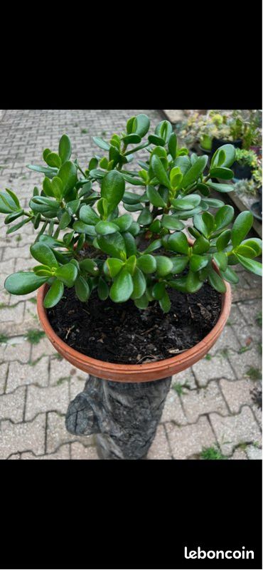 Très belle plante, arbre de Jade ou arbre de bonheur (image 2)